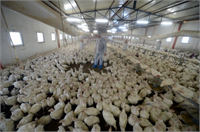 Hindi yılbaşında hatırlanıyor