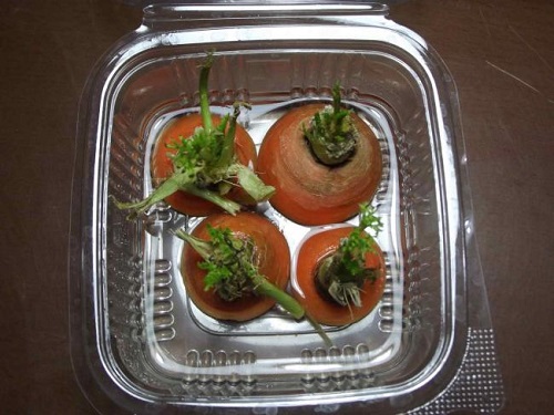 2 Artık sebzeleri suda değerlendirme Nasıl yaparım Suya bırakacağınız sebzelerin baş kısmından yeşeren yeşil kısımları yemeklerinizde ve salatalarınızda kullanabilirsiniz Ya da bir vazo içinde yemyeşil görüntüsüyle salonunuzu süsleyebilirsiniz Biraz daha emek isteyen bir suda yetiştirme örneği için sizi bir sonraki resime bekliyoruz