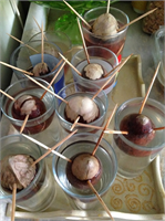 3 Suda avokado yetiştirme Nasıl yetiştiririm Avokado çekirdeği bulduktan sonra ona 3 adet kürdan saplıyorsunuz Ve sivri kısmı yukarıda kalacak şekilde su dolu bardak içerisine oturtun Su eksildikçe eklemeye devam edeceksiniz Avokadonun dibinden bardağın sonuna kadar inecek köklerini izleyin Tabii bu işlem filizlendirme gibi 4 5 günde oluşmuyor en az 2 aylık bir bekleme süreniz olacak Kökler yeterinde büyüdükten sonra kırmadan toprak dolu bir saksıya ekin ve düzenli sulayarak büyümesini izleyin