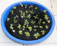 4 Elyafla filizlendirme Topraksız tarıma örnek olabilecek diğer örnek de elyaflı bir yastığa açılmış deliklere yerleştirilen semizotu kökleri Semizotunu aynı zamanda toprak dolu saksıda da yetiştirilebildiğinden ev bahçeciliği için oldukça uygun bir bitki Yazın bol yoğurtlu semizotu salatalarını tamamen evinizden çıkma üretimle yemenin tadı bambaşka olacak