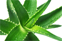 5 Aloe vera vücut üzerinde dengeleyici etki yaratan bir bitkidir