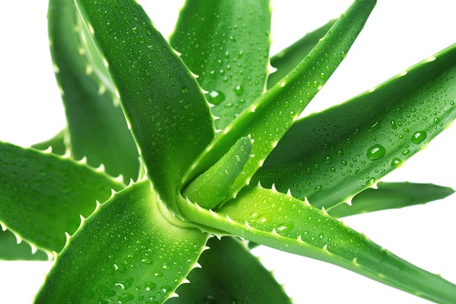 5 Aloe vera vücut üzerinde dengeleyici etki yaratan bir bitkidir