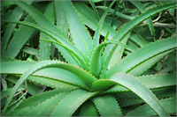 7 Toksinlerden arınmak için kullanılabilecek en etkili ilaçlardandır