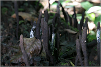 10 Ölü Adamın Parmakları