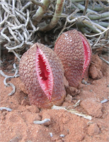16 Hydnora Africana
