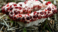 1 Kanayan Diş Mantarı Bleeding Tooth Fungus