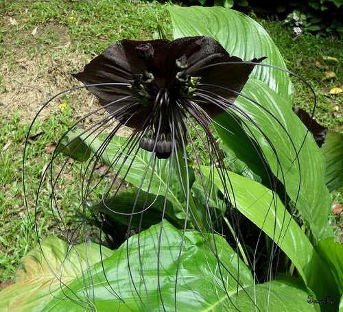 2 Çinli Siyah Yarasa Çiçeği Chinese Black Batflower