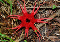 4 Deniz anemonu mantarı