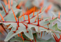 6 Porcupine Domatesi