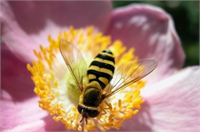 4 Arılar çiçeklerin resimlerini çekip bu görüntüleri hafızalarına kaydederler ve böylece her birinin şeklini eksiksiz hatırlarlar