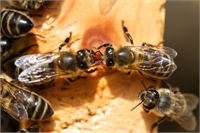 9 Bal arıları yerleşmek için yeni kovan seçmeden önce kendi aralarında oylama yaparak bir karara varırlar Üstelik yapılan araştırmalar bu konuda aralarında bir fikir özgürlüğü de olduğunu ortaya koyuyor