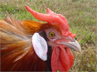 10 La Fl che Fransız tavuk türünün horozu şeytan boynuzuna benzer ibiği ile tanınıyor Bu türün eti çok lezzetli bulunduğu için sayıları oldukça azalmış durumda