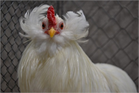 13 Araucana Güney Amerikalı bu tavukların olayı komik kulak yanak tüyleri ve mavi renk yumurtlayabilmesi