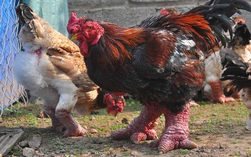1 Dong Tao Ejderha Vietnamlı bu mutant tavuk türünün bacakları insan bileği kalınlığına ulaşabiliyor Eti çok değerli olan bu tür bacakları yüzünden diğer türlere oranla daha az yumurtluyor bu da onu daha nadir yapıyor