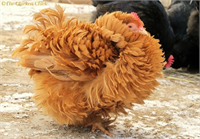 3 Koşin En büyük türlerden biri olmasına rağmen en uysal tavuk türü olan koşin etinin yanı sıra evcil hayvan olarak da besleniyor