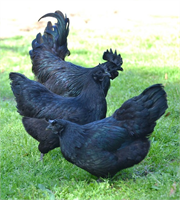 4 Ayam Cemani İnternet fenomeni siyah horoz aslında yalnız değil Endonezya kökenli Ayam Cemani türünün hem tavuk hem de horozları tamamen siyah renkte