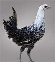 6 Fayoumi Mısırlı bu tavuk türü siyah beyaz filmlerden fırlamış gibi