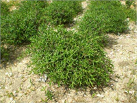 Peki nerden çıktı bu zahter Çoğunluk olarak Doğu Akdeniz bölgesinde başıboş bir yabani bitki olarak yetişiyor Çalı gibi olan zahterin sert görünümünün altında yumuşacık bir tadı var Genel olarak Orta Doğu da bulunuyor ülkemizde ise en çok rastlanılan kentler Mardin Hatay Gaziantep İskenderun Mersin Tarihte ilk kez zahter tüketenler ise Finikeliler olarak biliniyor