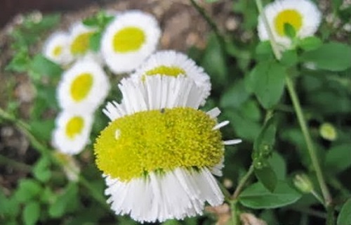 11 Papatya