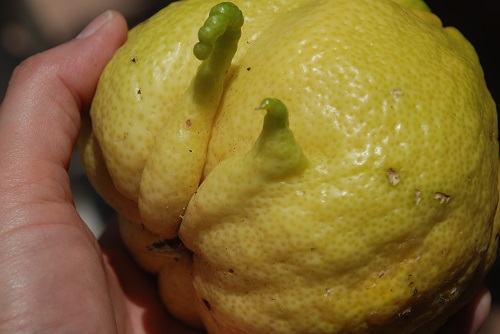 12 Limon