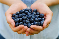 23 Mavi Yaban Mersini Blueberries Mavi yemiş olarak da bilinen mavi yaban mersinindeki sağlıklı besinlerin listesi oldukça uzundur Meyveye koyu mavi rengi veren antosiyaninler kalp sağlığı için faydalıdır Bunun dışında elajik asit beta karoten lutein C vitamini folat magnezyum potasyum ve lif içerir