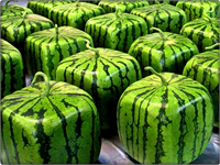 15 Kare Karpuz Japonlar ve çılgın meyvelerinden biride bu ünlü küp karpuz Bu küp karpuz sadece Japonya nın belirli bölgelerinde üretiliyor ve tüm dünyaya satılıyor Japonya da 300 Dolara satılan bu meyve diğer ülkelerde 700 800 Dolara kadar satılıyor