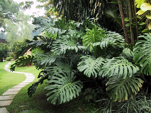 13 Monstera Deliciosa Orta Amerika da yetişen meyve ortalama 1 yılda olgunlaşıyor Tadı ve kokusu biraz farklıdır Genelde tüketim şekli diğer meyvelerle karıştırarak gerçekleşir Tek başına fazla yenmez Şekli oldukça gariptir Tanesi ortalama 50 55 Dolara satılmaktadır