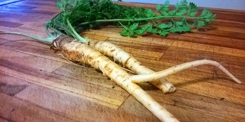 Havuç Daucus carota bugün en yaygın kök sebzelerinden biri olan havucun yabani atası Süslü yapraklarından dolayı ona geçmişte Kraliçe Anne in danteli unvanı uygun görülmüş Ancak bitkinin kökleri tam tersine modern havuç çeşitlerine göre pek çelimsiz ve dağınık bir görüntü veriyor Baldıran bitkisine benzediği için kimi zaman zehirli olduğu zannedilse de çoğu yabani havuç türü yemeklerde aroma verici olarak kullanılabiliyor