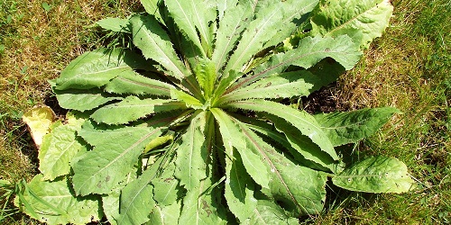 Marul Yabani marul ya da acı marul Lactuca virosa ne göbek marul kadar tombul ne de kıvırcık marul kadar sık yapraklara sahip Adından anlaşılacağı gibi ağızda oldukça acı bir tat bırakan bitkinin çok ilginç bir özelliği var Yoğun alkaloid içeren yabani marul tıpkı haşhaş gibi uyuşturucu özelliğe sahip Ve buna karşın ekimine dair bir kısıtlama bulunmuyor Bugün ilaç yapımında bolca faydalanılan yabani marullar Avrupa nın orta ve güney kesimlerinde pek çok bölgede yetiştiriliyor