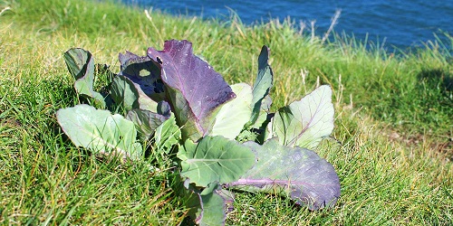 Lahana Brassica oleracea ya da bilinen adıyla yabani lahana yalnızca modern lahananın değil karnabahar brokoli kabak ve kale gibi bitkilerin de atası Aynı isim tüm bu bitkilerin içinde bulunduğu lahanagiller ailesini de tanımlıyor En az 2 bin yıldır ıslah çalışmalarıyla bugünkü çeşitliliğe ulaşan lahanagillerin atası olan Brassica oleracea tüm torunlarının fiziksel özelliklerinden izler taşıyor