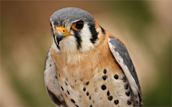 29 Mart Çaylakların gelme zamanı Çaylak gündüz yırtıcı kuşları Falconiformes takımından atmacagiller Accipitridae familyasının Milvinae Elaninae alt familyaları ile Perninae alt familyasından bazı türleri kapsayan yırtıcı kuşlara verilen ortak ismidir Bunlar uzun kanatlı uzun çatalkuyruklu çengel gagalı olup küçük kuşları ve fare gibi hayvanları avlarlar