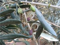 30 Mart Zeytinlerde İlaçlama Zeytin kurdu ergini görülen zeytinliklerde ilaçlama yapılmalıdır