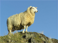 Koyun Yetiştiriciliği