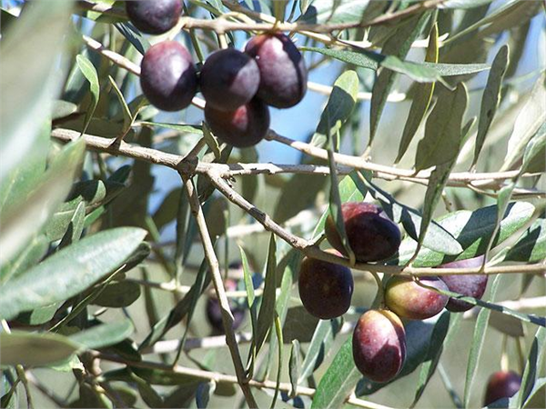 Ayvalık Zeytin Edremit Yağlık Midilli Şakran adların da kullanılır Meyveleri ve çekirdekleri orta büyüklükte olup 24 7 oranında yağ içerir ve yağlık olarak değerlendirilir Yağı altın sarısı renginde meyve kokusu içeren hoş kokulu kimyasal ve duyusal özellikleri bakımından birinci sırada yer alır