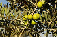 Memecik Zeytini Taş arası Aşı yeli Tekir Gülümbe Şehir yağlık gibi isimler verilir Meyveleri ve çekirdekleri iri olup 28 6 oranında yağ içerir Sofralık veya yağlık olarak değerlendirilir