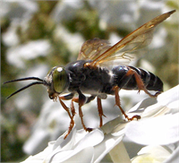 Ana Kraliçe Arı Kraliçe olarak da bilinen arı ana arı hücresine bırakılan döllü bir yumurtanın larvalık döneminde işçi arı olacak olan larvaya göre daha sık ve daha zengin gıda arı sütü ile özel beslenmesi sonucunda yumurtadan yetişkine toplam 16 günde oluşur Tüm arı kolonilerinin her birinde sadece bir kraliçe bulunur ve bu kraliçe arı diğer dişilere göre daha büyüktür