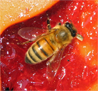 Anadolu Bal Arısı Anadolu bal arısı genelde esmer renklidir Sakin tabiatlı bir arı türüdür Her türlü iklim koşullarına uyum sağlayan Anadolu bal arısı çok çalışkan bir arı olarak bilinir Anadolu nun her tarafında yetiştirilmektedir Diğer arı türleri ile melezleme çalışmaları da yapılmaktadır