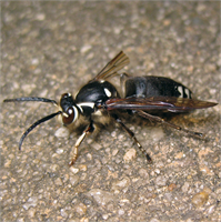 Bal Arısı Bal arıları doğal ortamda ağaçların üzerinde ağaç köklerinde mağara içlerinde ve kaya yarıklarında yuva yaparlar Yuvada genel olarak bir kraliçe arı bulunur ve diğer arılar onun etrafında koloni oluştururlar