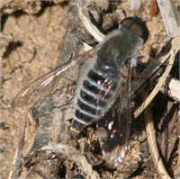 Carniola Bal Arısı Carniola bal arısının ana vatanı Balkanlar dır İnce yapılı bir arı türü olup uzun dile sahip bir arı türüdür Vücudu kısa ve ince kıllarla kaplıdır Carniola bal arılarının vücudundaki kitin tabakası koyu renklidir Karın kısmı parlak renkli kısa kıllarla kaplıdır