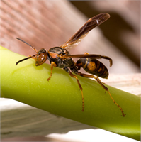 İşçi Arı Kovan temizliği arıların ve larvaların sağlığı açısından çok önemlidir Arılar kovanda gereksiz gördükleri her şeyi dışarı taşırlar Taşıyamayacakları kadar büyük olan ve kovana dışarıdan giren böcekleri de öldürürler Daha sonrada propolis ile kaplayarak bir nevi mumyalama işlemi yaparlar Propolisin özelliği içinde bakteri barınamamasıdır Yani mumyalama işi için ideal bir maddedir