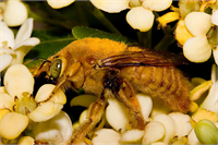 Kıbrıs Bal Arısı Kıbrıs bal arısı küçük yapılı koyu sarı renklidir Çok hırçın ve saldırgan bir yapıya sahiptir Kıbrıs bal arısının bu özelliğinden dolayı kontrol ve idaresi oldukça zordur Melezleme sonuçlarından iyi sonuçlar alınamadığından fazla tercih edilen bir arı türü değildir Ülkemizde Akdeniz Bölgesinde azda olsa bulunmaktadır