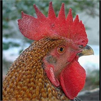 Horozlar kur yapmak için başlarını yukarı aşağı oynatarak dans ederler Ancak tavuklar ibiği en büyük olan horozları daha çok önemser