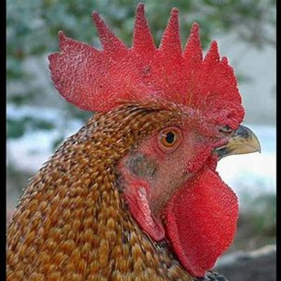 Horozlar kur yapmak için başlarını yukarı aşağı oynatarak dans ederler Ancak tavuklar ibiği en büyük olan horozları daha çok önemser