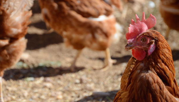 Tavuklar kendi türleri arasından 100 den fazla yüzü ayırt edebilen bir hafıza sahiptir