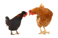 Ve birbirlerine gördükleri şeyleri anlatabilirler 24 farklı vokalizasyon ile farklı türdeki yırtıcılar ile ilgili birbirlerini uyarabildikleri gibi iyi olup olmadıklarını da birbirlerine anlatabilirler