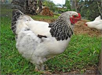 Tavukların ağrıyı hissedebilecek reseptörleri bulunmaktadır Acı ve üzüntüleri hissedebilirler