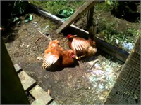 Tavuklar güneşlenmeyi oyun oynamayı ve koşmayı çok severler