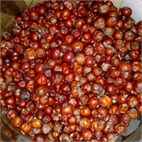 Ardıç Tohumu Fazla kilolardan kurtulmada ve zayıflamak için ardıç tohumunun idrar söktürücü ve yağ yakan yağ yakıcı metabolizma hızlandıran etkisinden yararlanılıyor Ancak bu bitki fazla kullandığında böbrekte tahribata neden olabiliyor