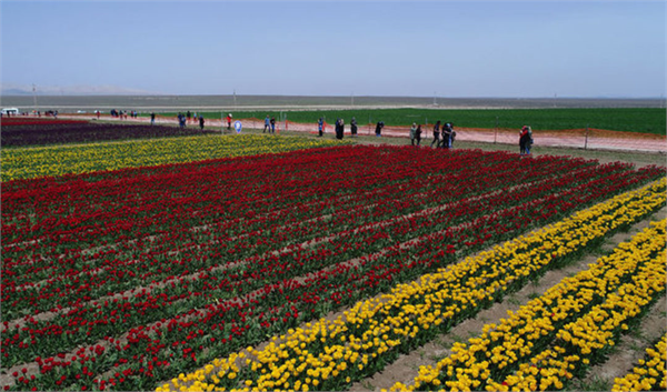 Bu tarlayı binlerce kişi ziyaret ediyor Gürses lale tarlasındaki renklerin gökkuşağını andırdığını renk cümbüşünün görenleri etkilediğini ifade ederek Burada 60 milyona yakın lale 12 farklı rengiyle adeta toprağı boyuyor