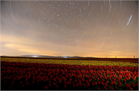 Bu tarlayı binlerce kişi ziyaret ediyor Burada çektiği fotoğraflarla yarışmalarda ödül alan sanatçılar bile var Sosyal mecralarda ve yazılı görsel basında yer almasıyla her geçen yıl ilgi artıyor diye konuştu